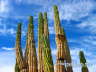 Cactus & Clear Sky San Felipe
